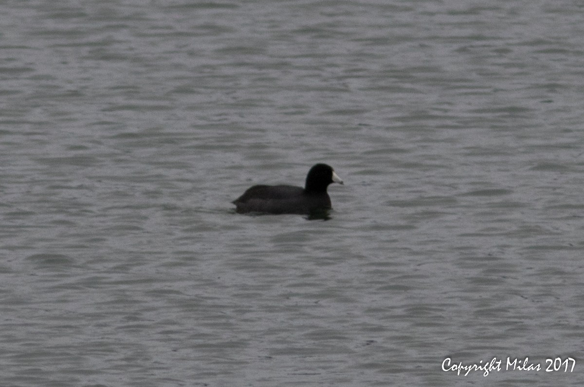 American Coot - ML51693331