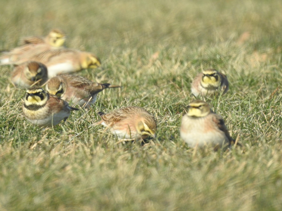 Horned Lark - ML516933331