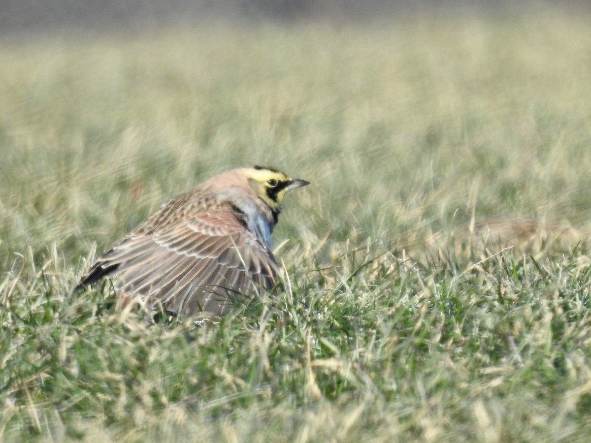 Horned Lark - ML516933391