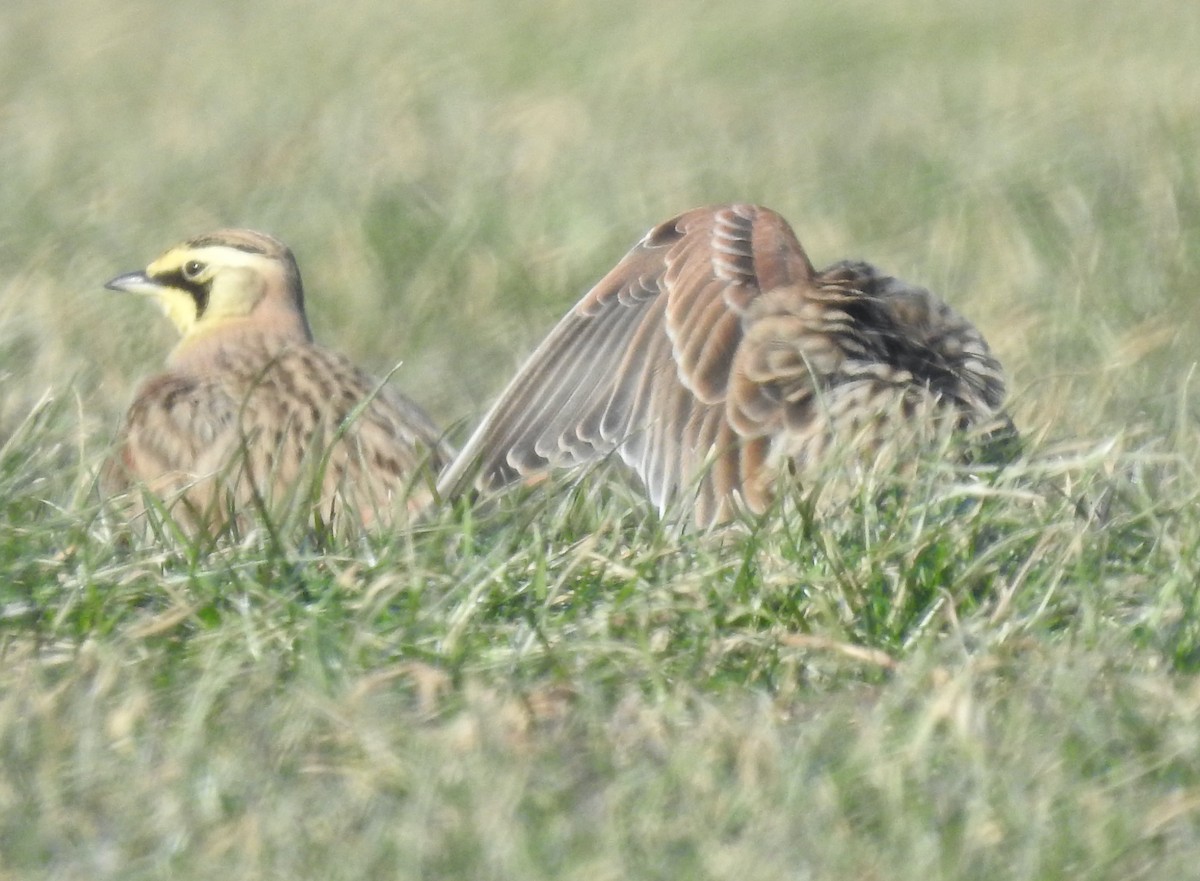 Horned Lark - ML516933441