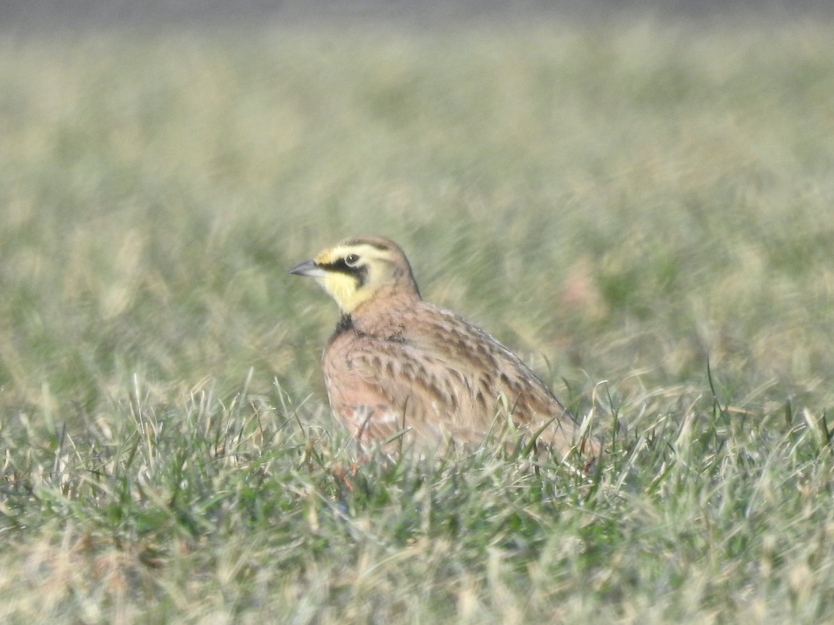 Horned Lark - Mary  McMahon