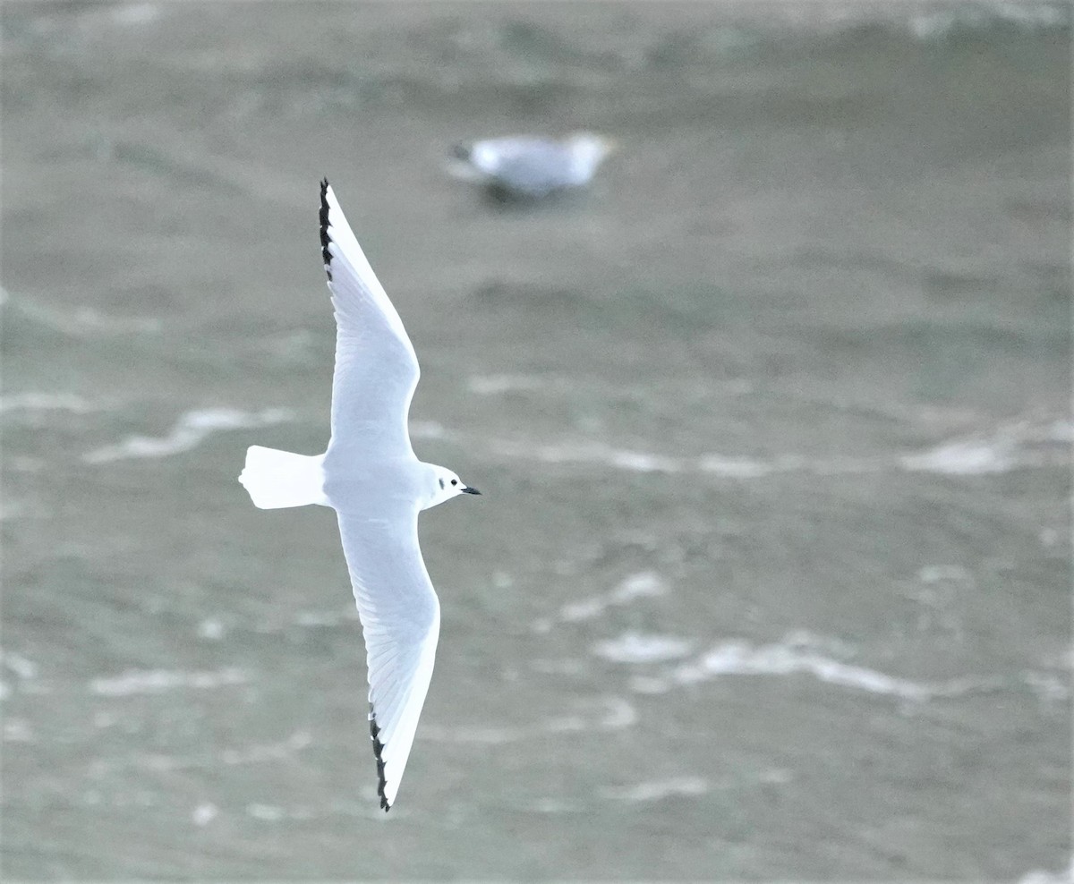 Bonaparte's Gull - ML516933861