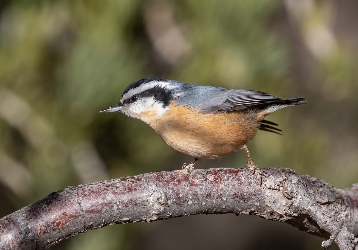 Red-breasted Nuthatch - ML516935021