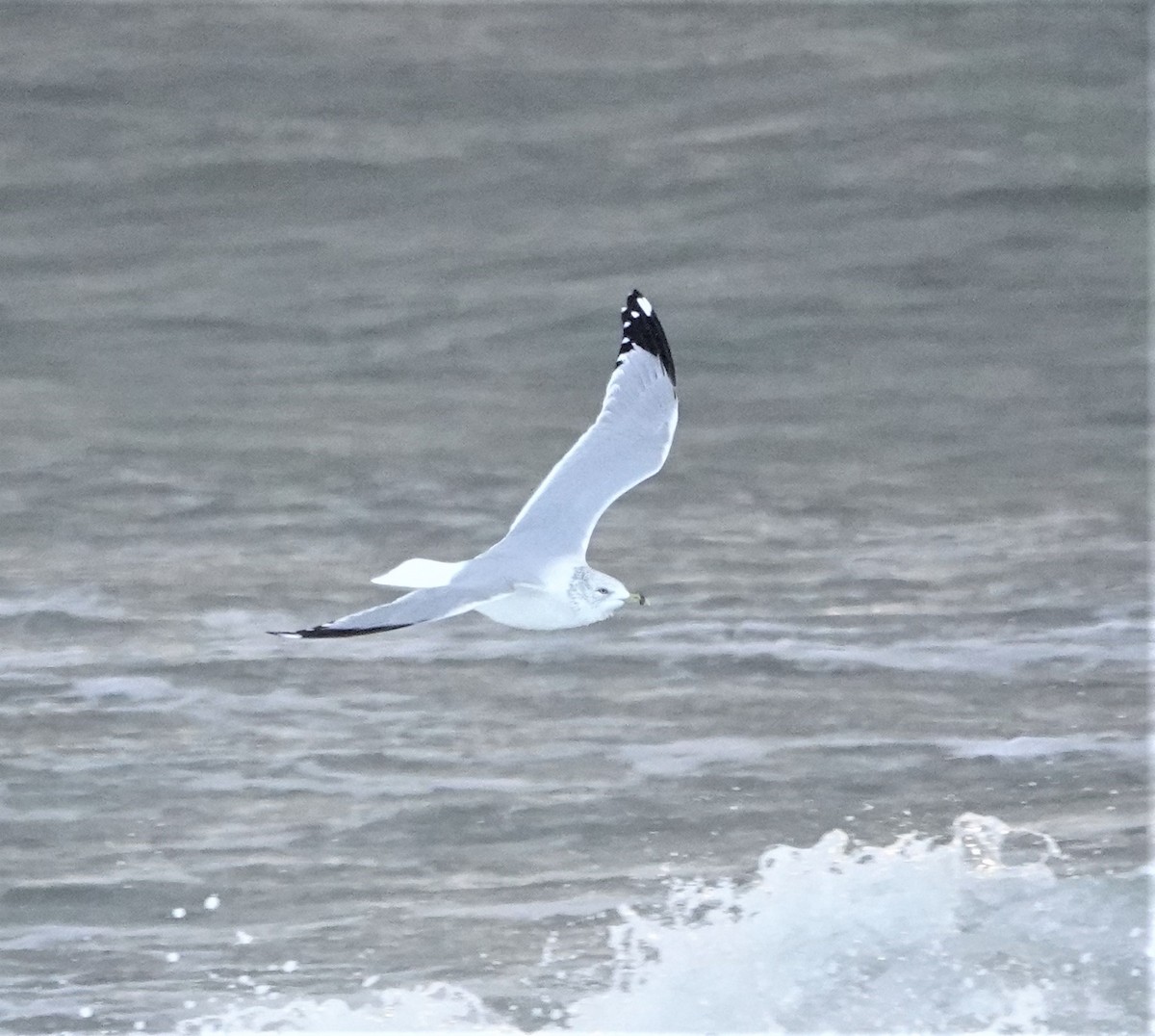 Ring-billed Gull - ML516935521