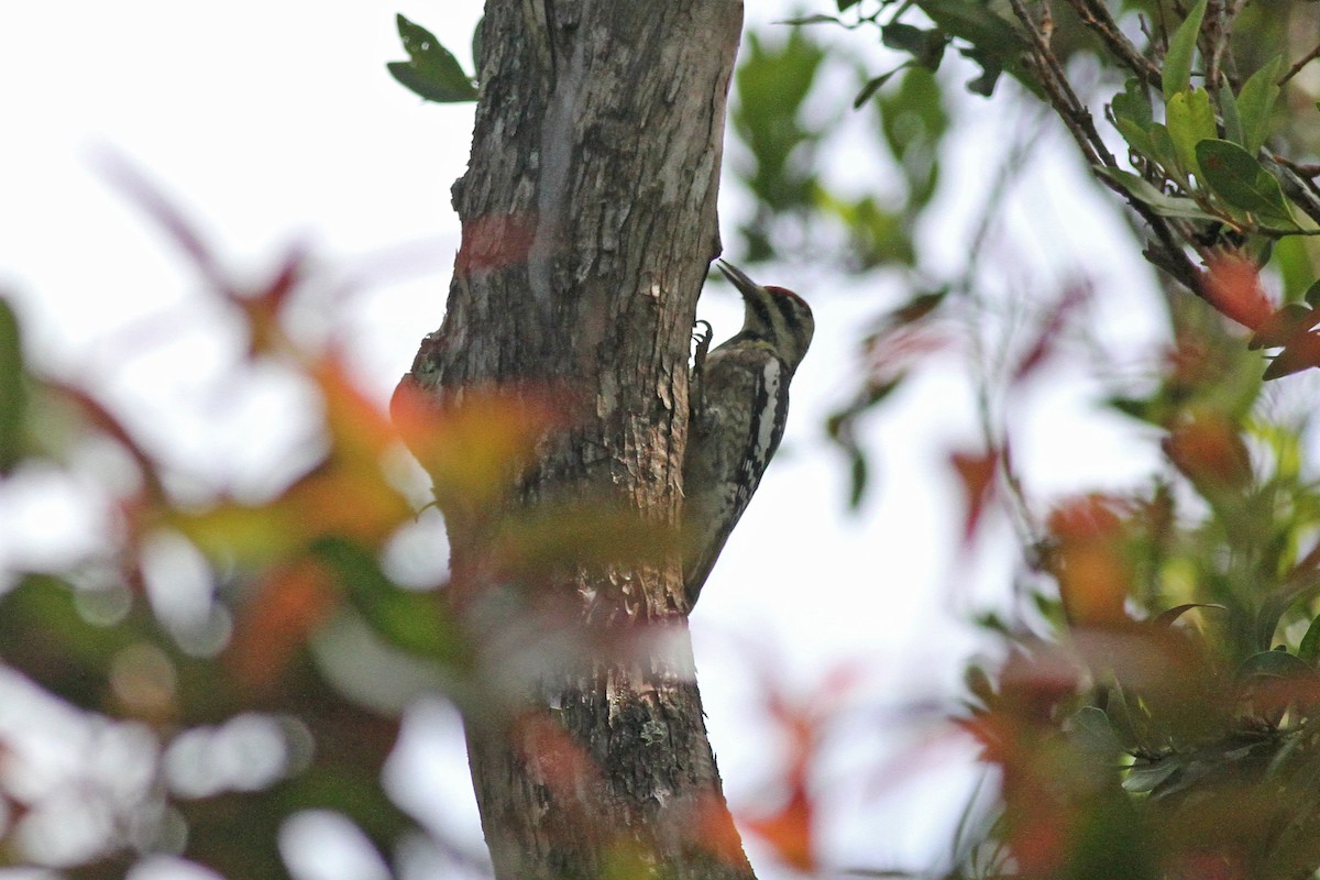 Yellow-bellied Sapsucker - ML51693591