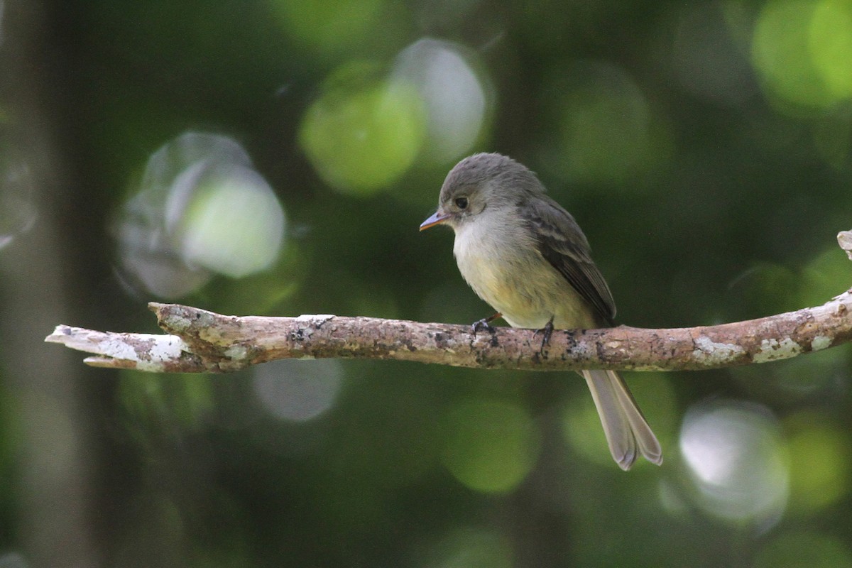 Jamaican Pewee - Michael McCloy