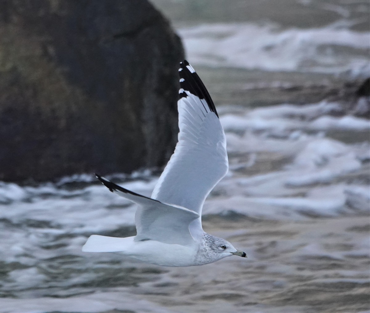 Ring-billed Gull - ML516937331