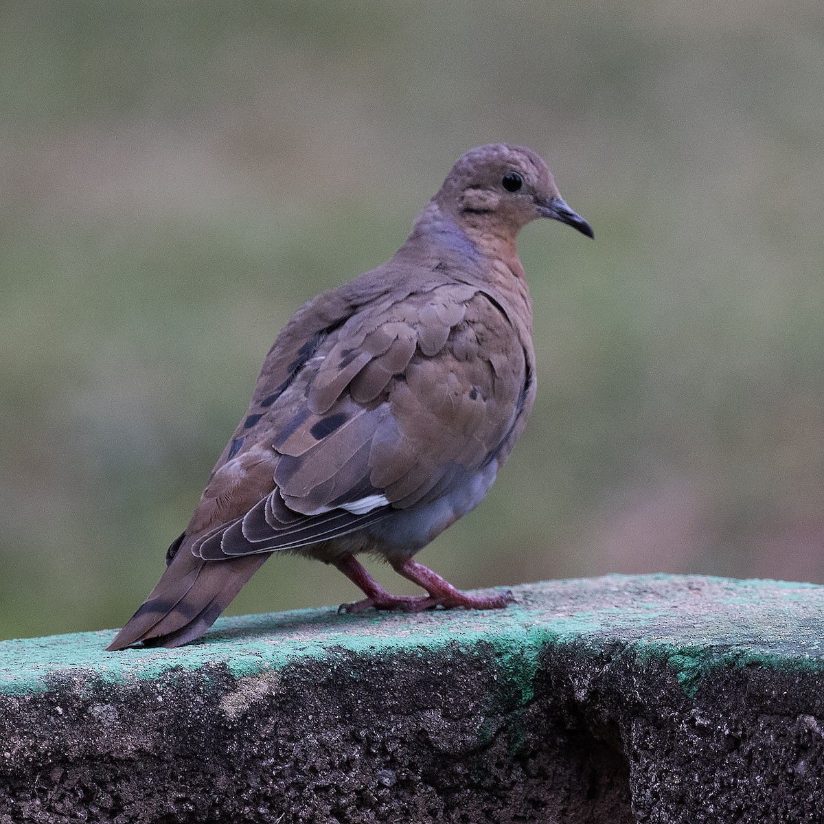 Zenaida Dove - Gary Rosenberg