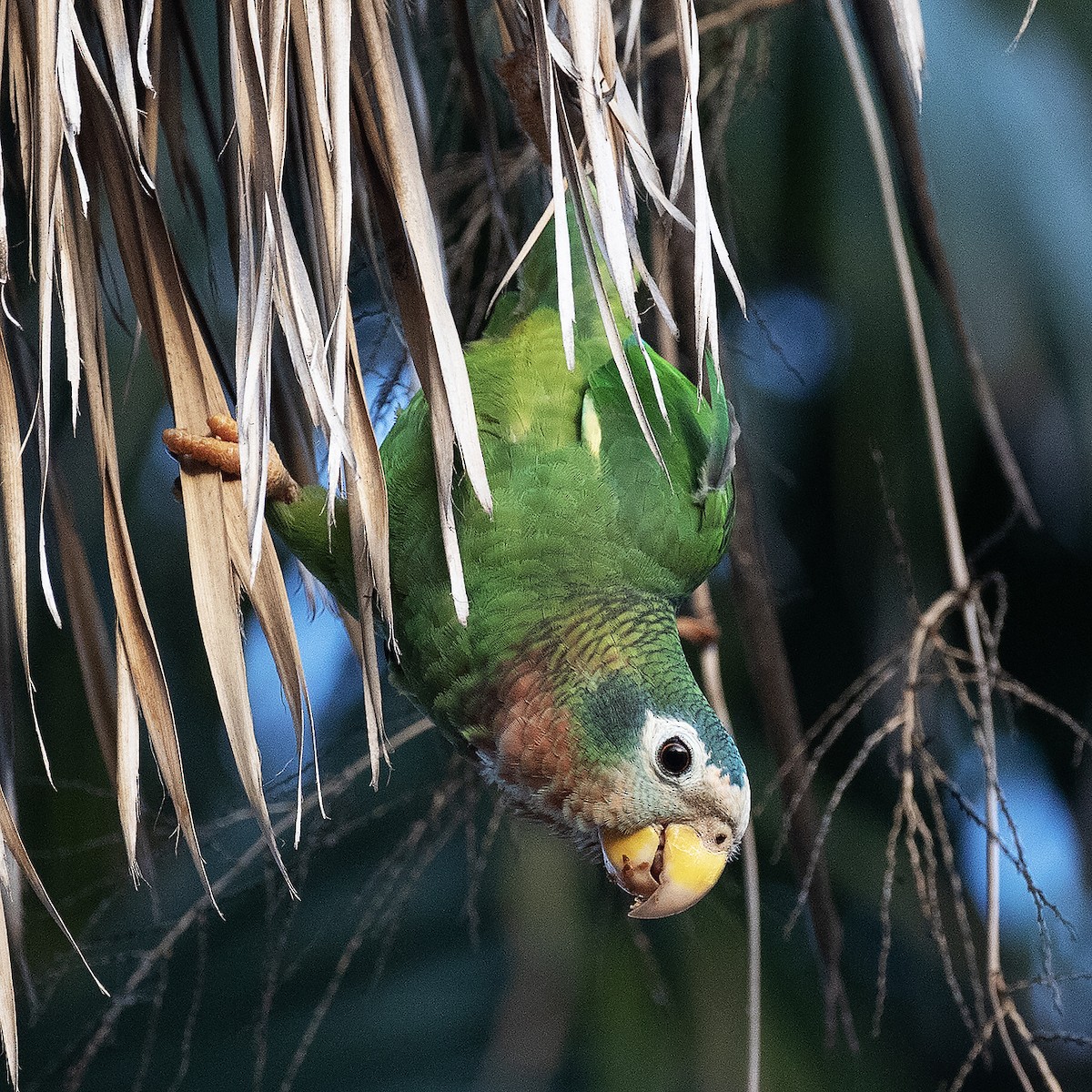 Yellow-billed Parrot - Gary Rosenberg