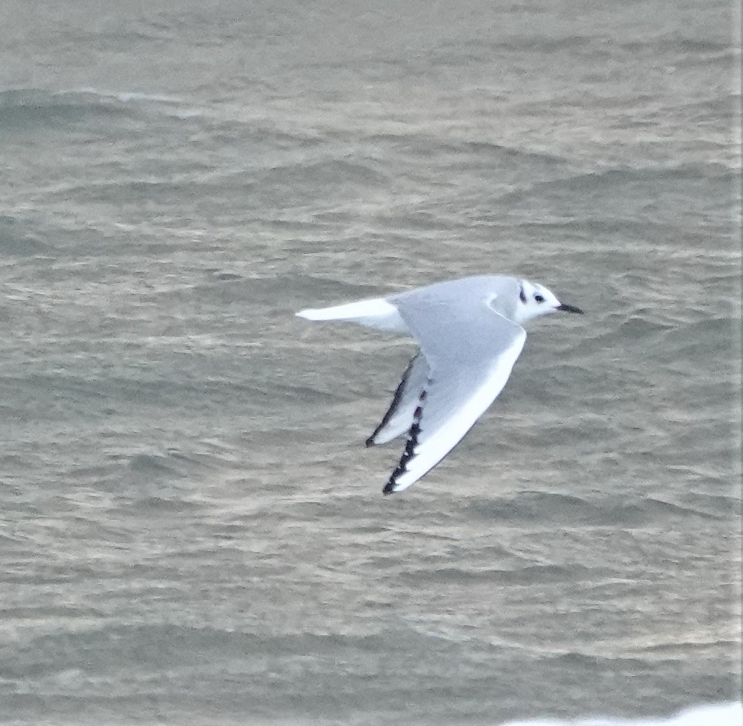 Bonaparte's Gull - ML516939941
