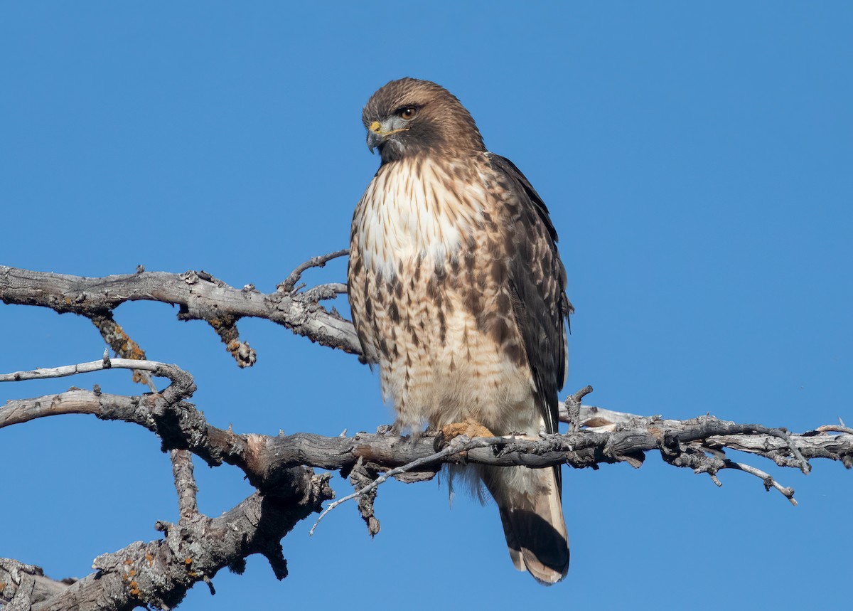 Red-tailed Hawk - ML516940081