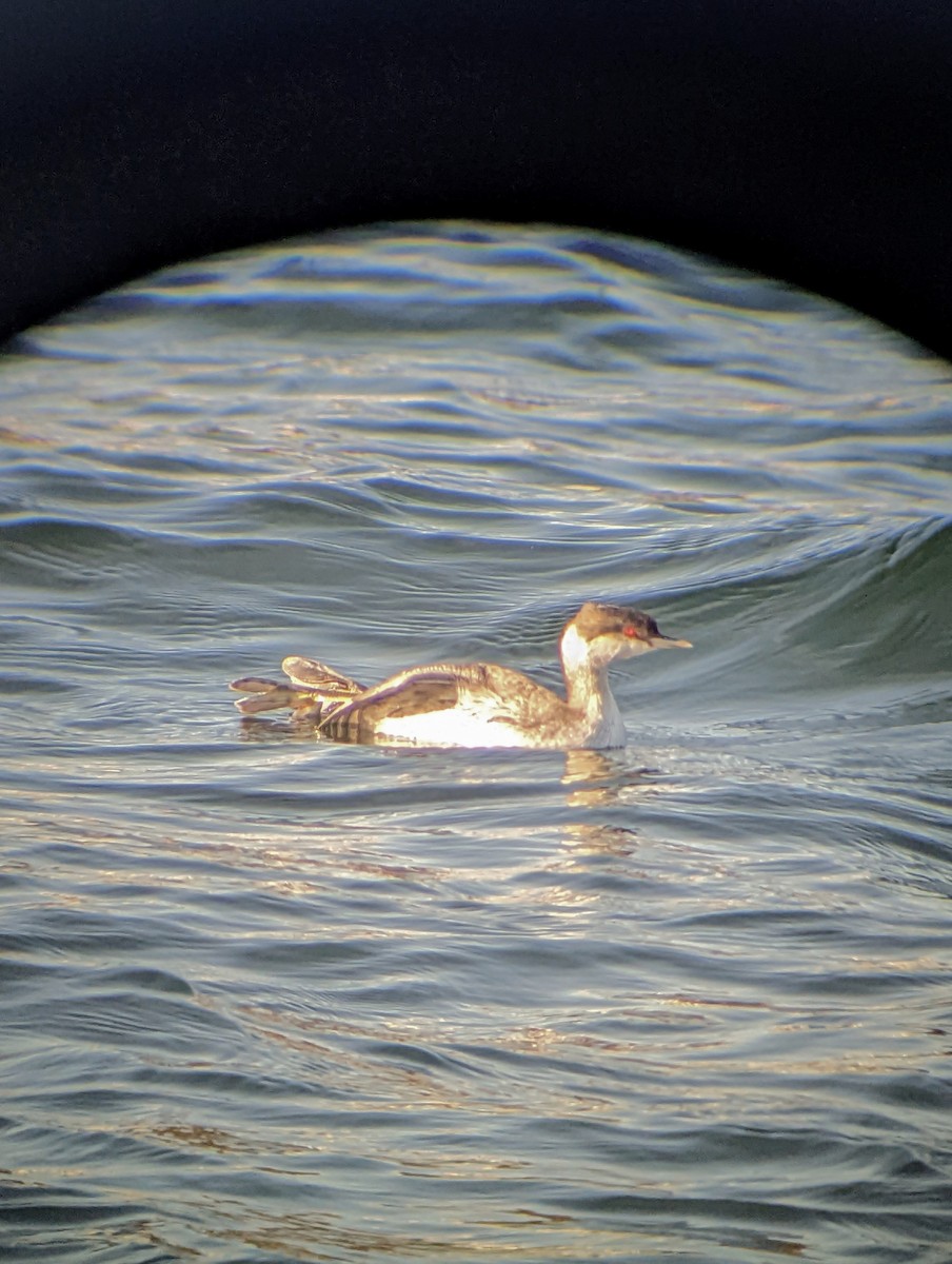 Horned Grebe - ML516940561