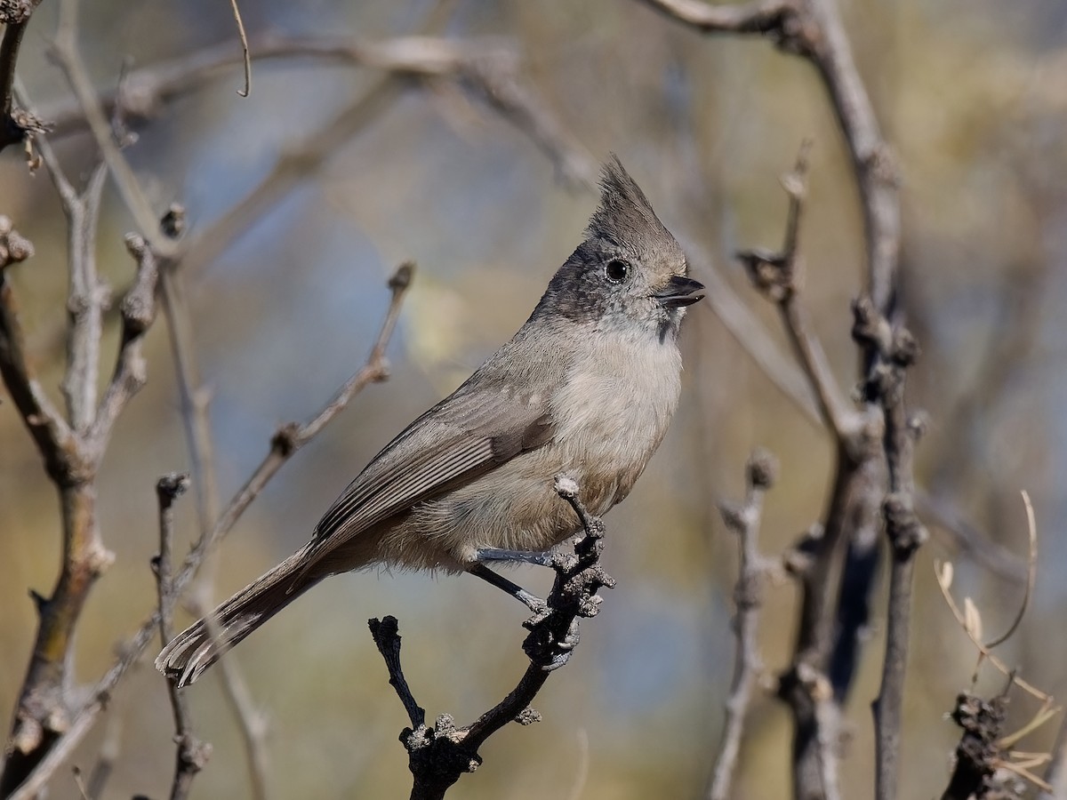 Mésange des genévriers - ML516940771