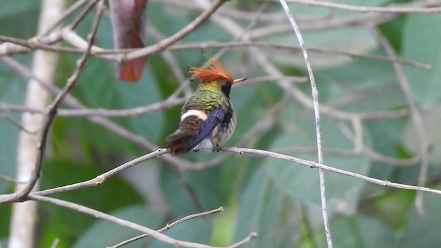 Rufous-crested Coquette - ML516942341