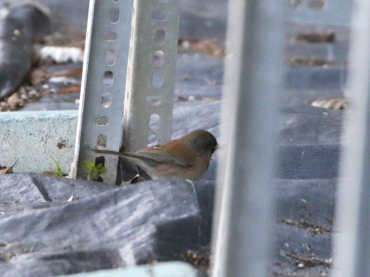 Dark-eyed Junco (Oregon) - ML516942991