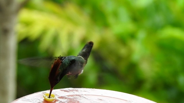 Rufous-crested Coquette - ML516943001