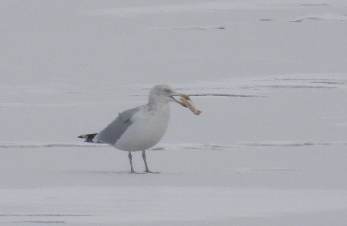 Herring Gull (American) - ML516943301