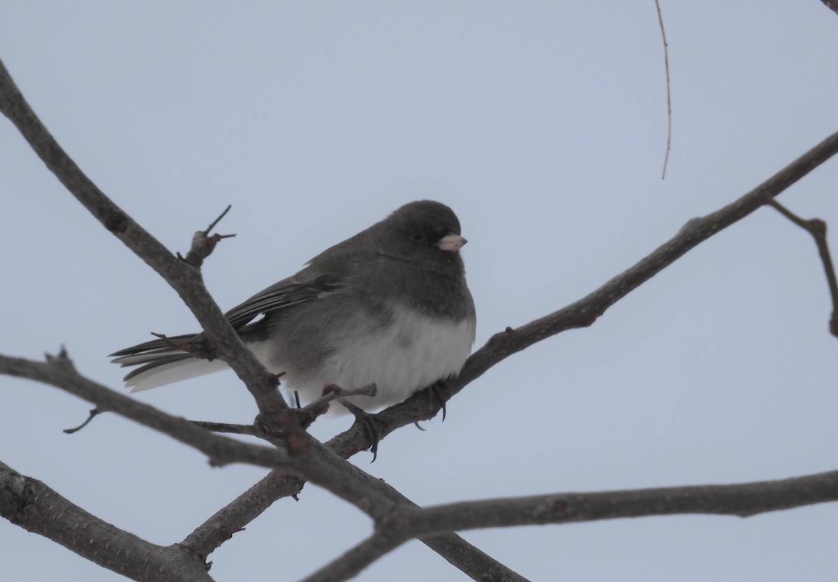 Junco ardoisé - ML516943511