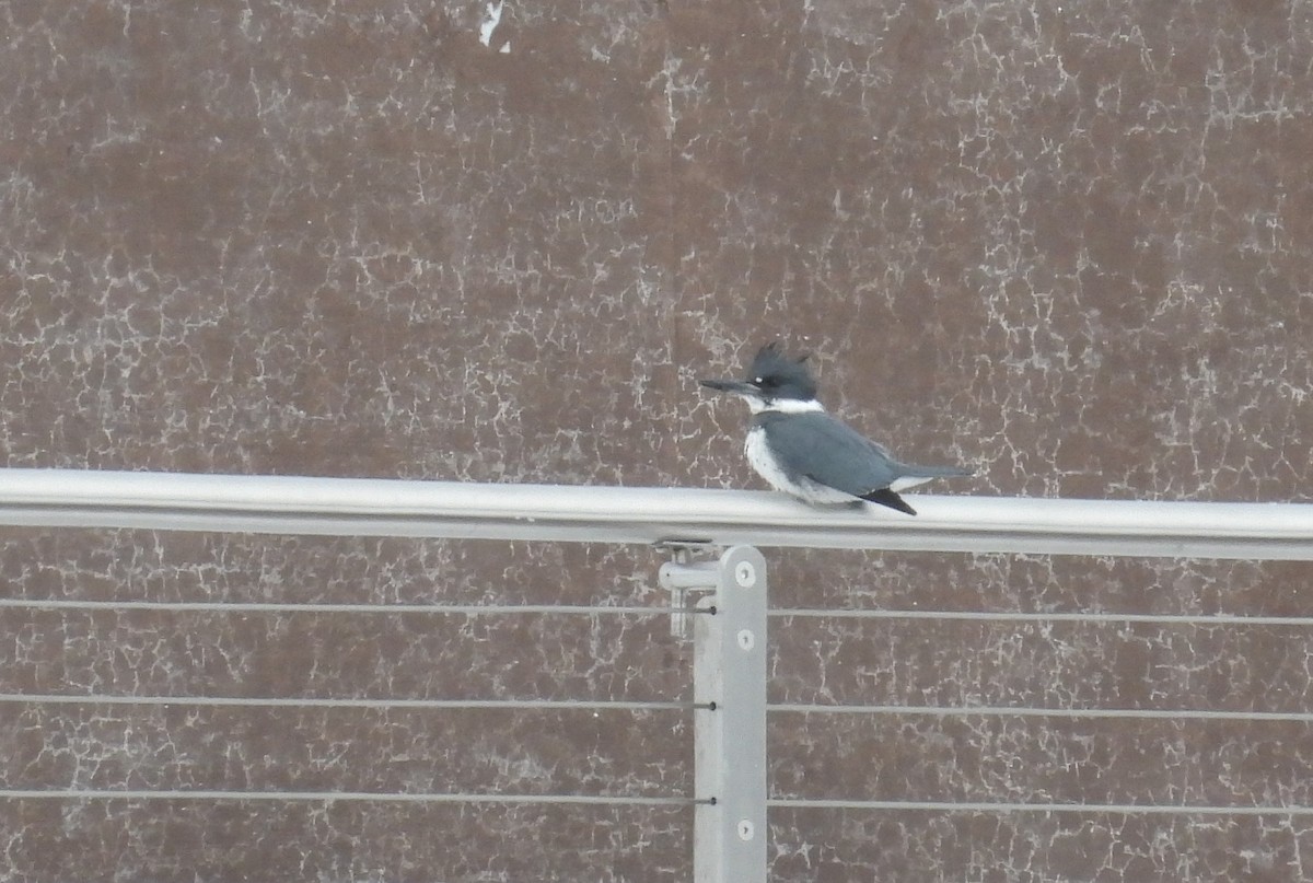 Belted Kingfisher - Matt Tobin