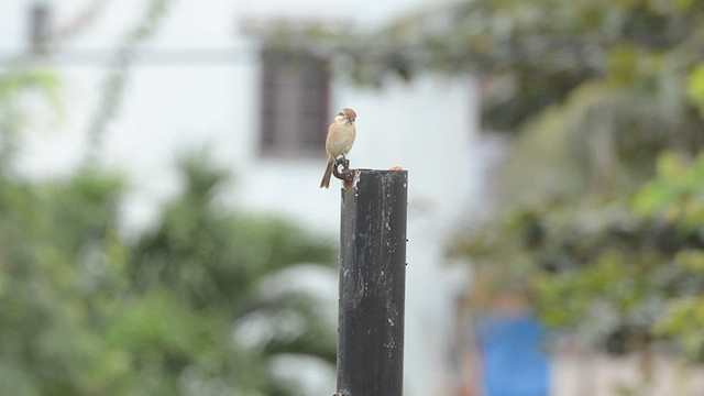 Brown Shrike - ML516944121