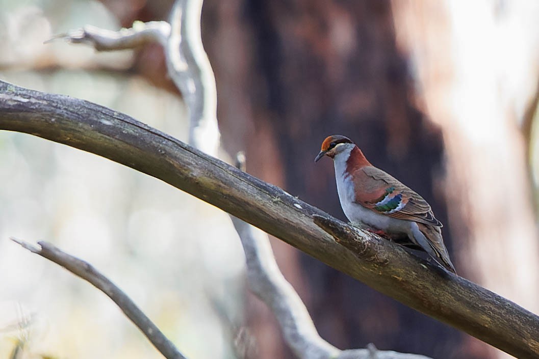 Brush Bronzewing - ML516944981