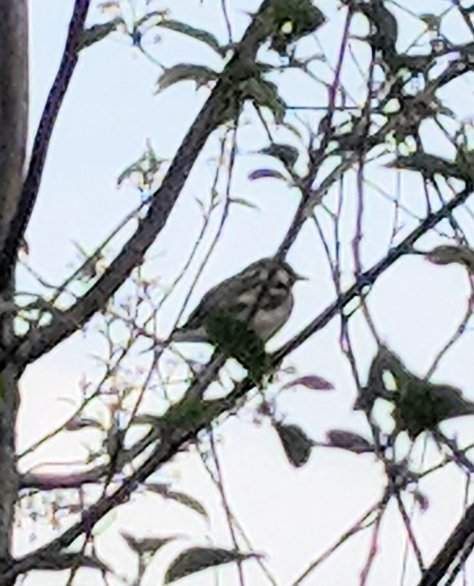 Black-and-white Warbler - ML516945161