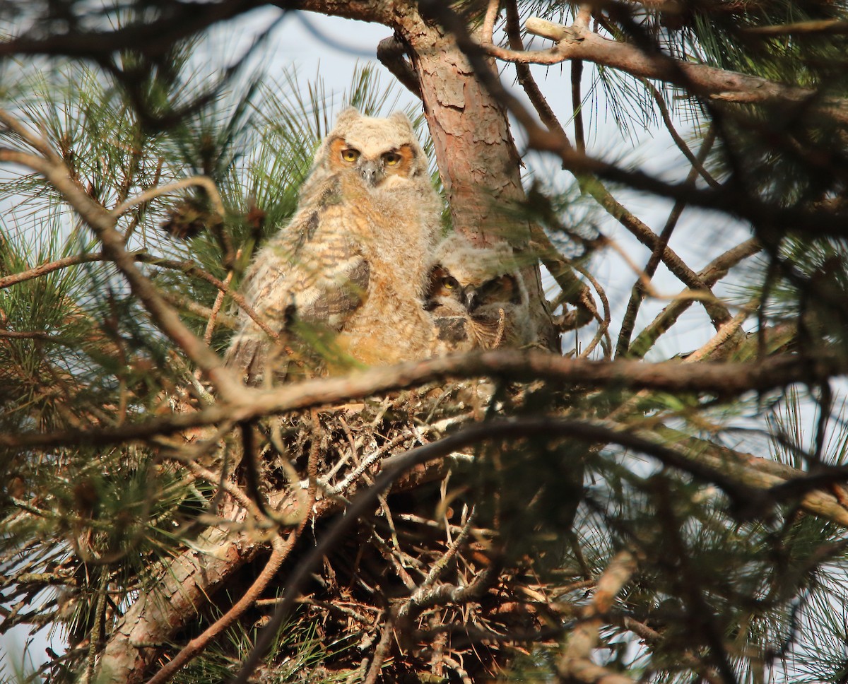 Great Horned Owl - ML516946101