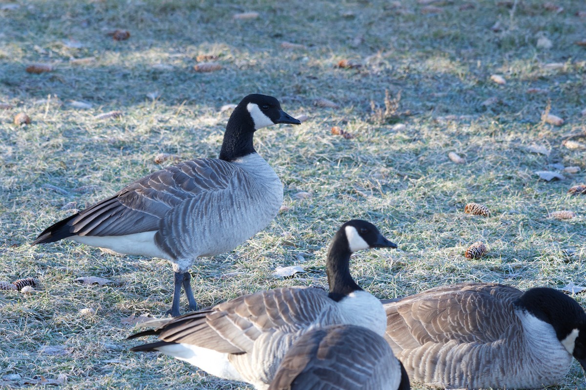 Kanadako branta (canadensis Taldekoa) - ML516947091