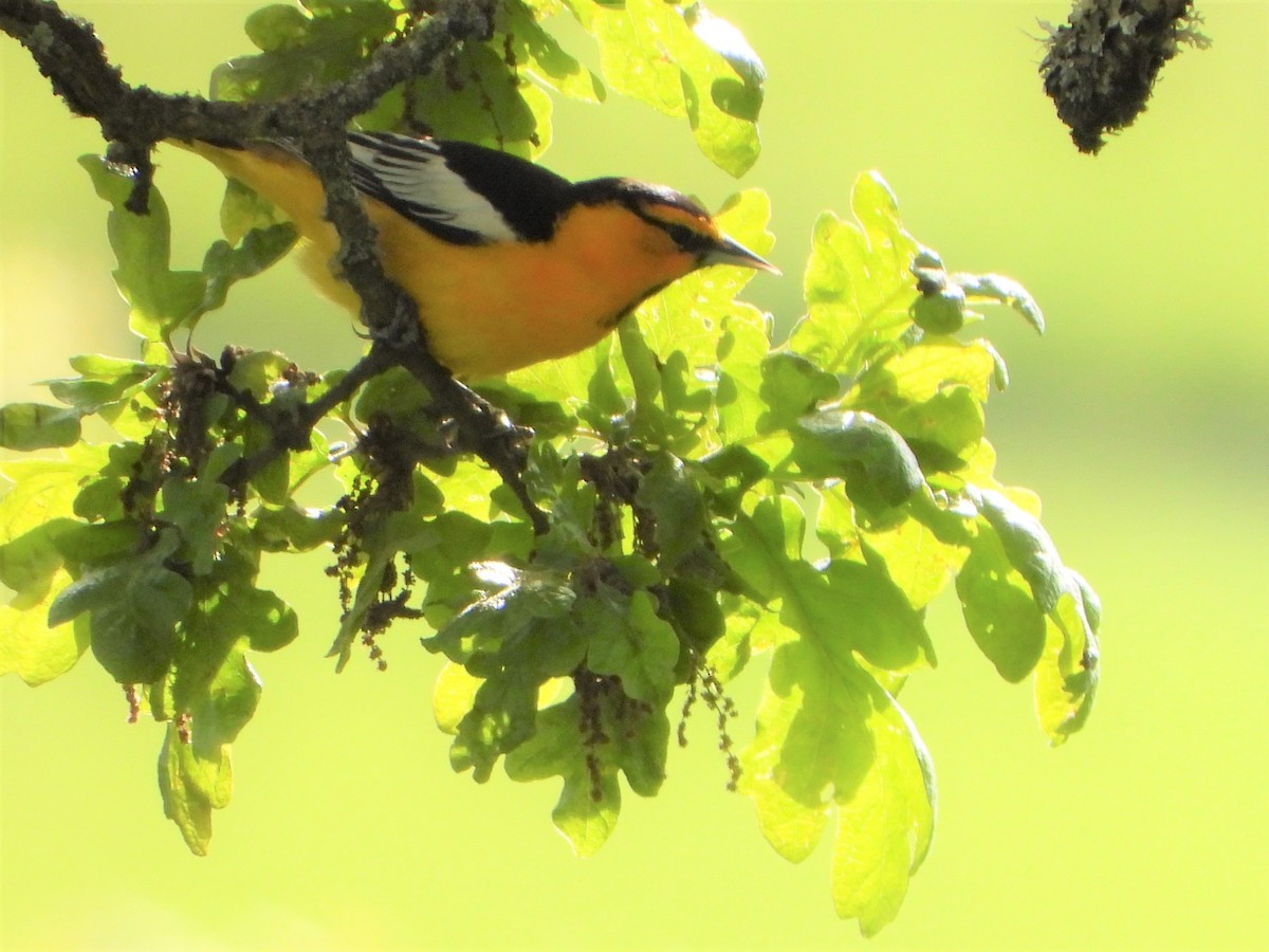 Bullock's Oriole - ML516947111