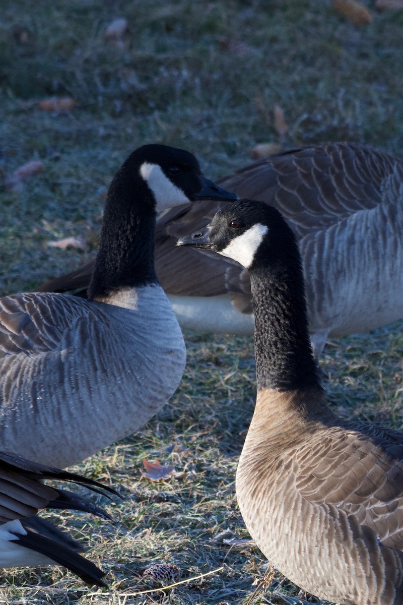 Cackling Goose (Richardson's) - ML516947331
