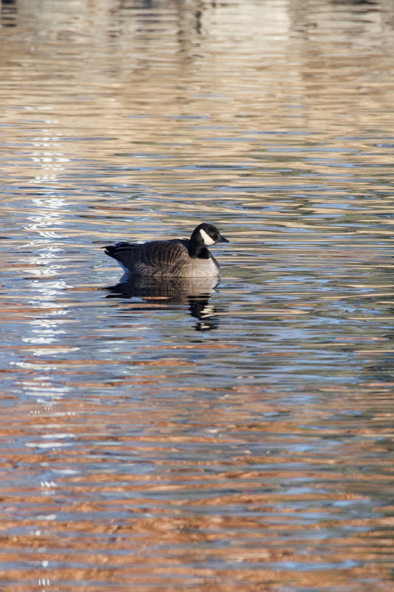 berneška malá (ssp. hutchinsii) - ML516947351