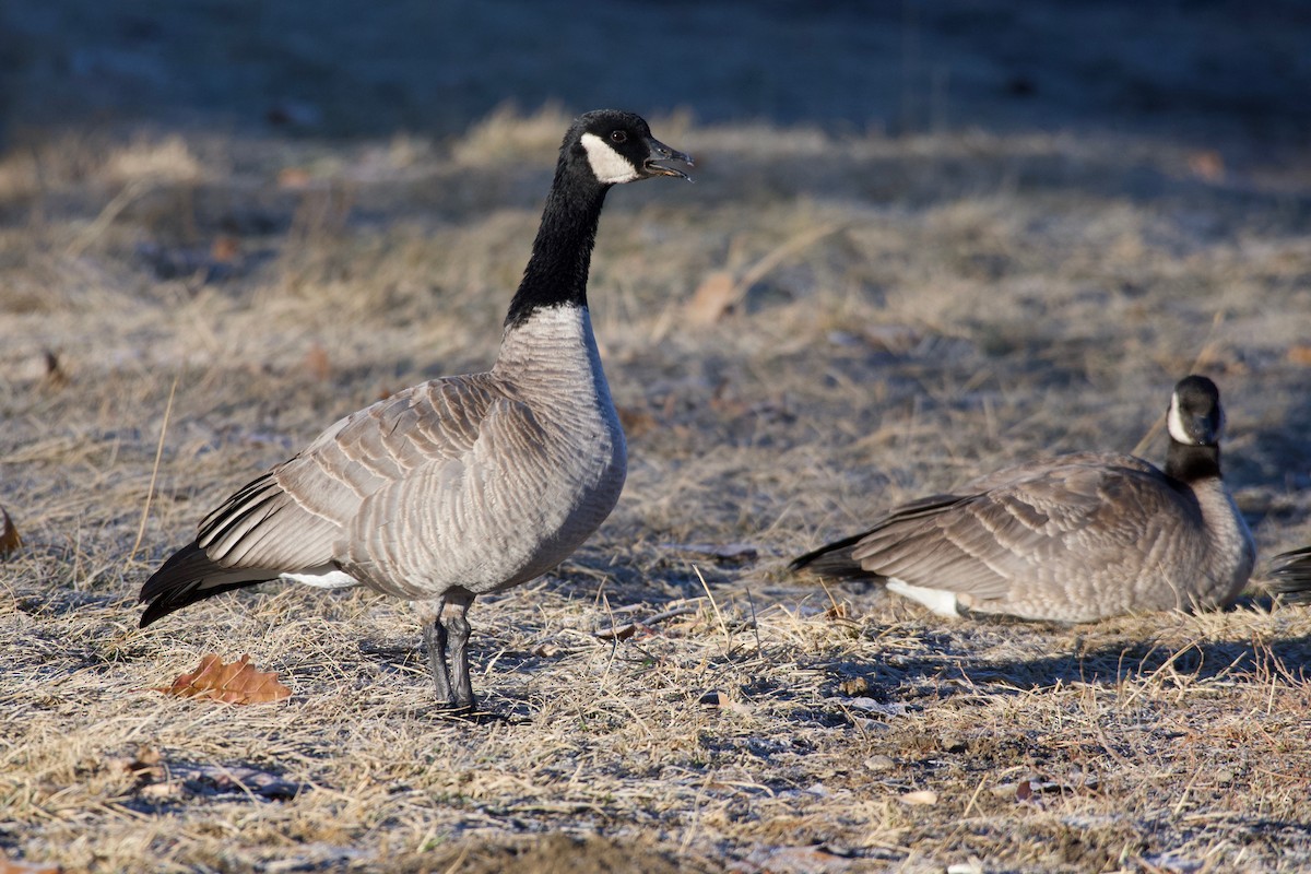 Cackling Goose (Richardson's) - ML516947411