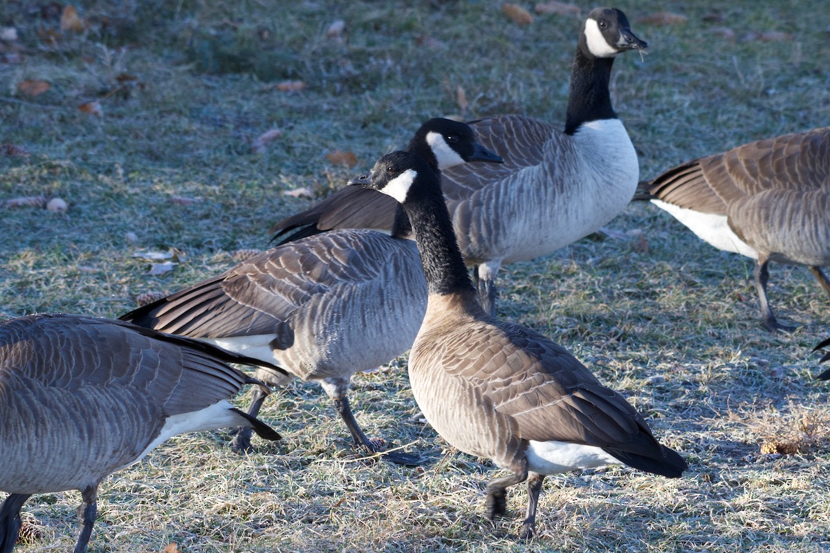 Cackling Goose (Richardson's) - ML516947431