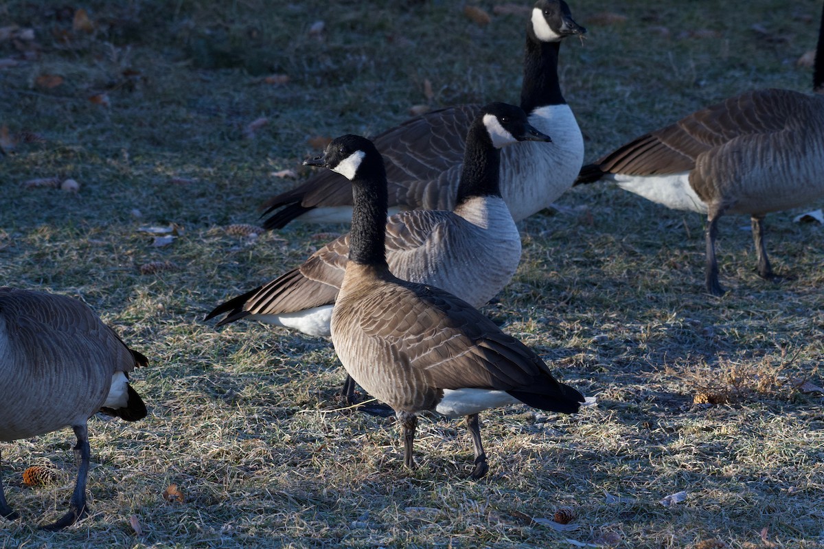 Cackling Goose (Richardson's) - ML516947441