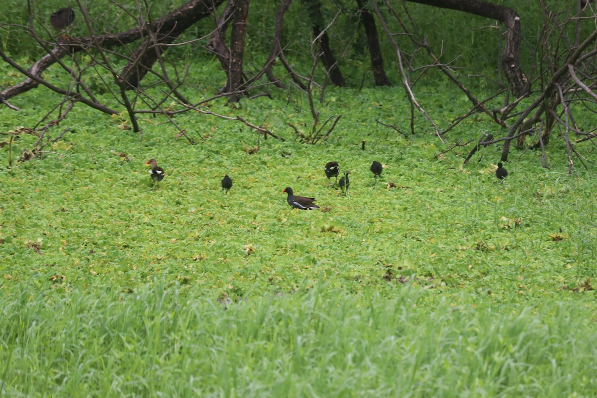 Eurasian Moorhen - Kaustav Banerjee