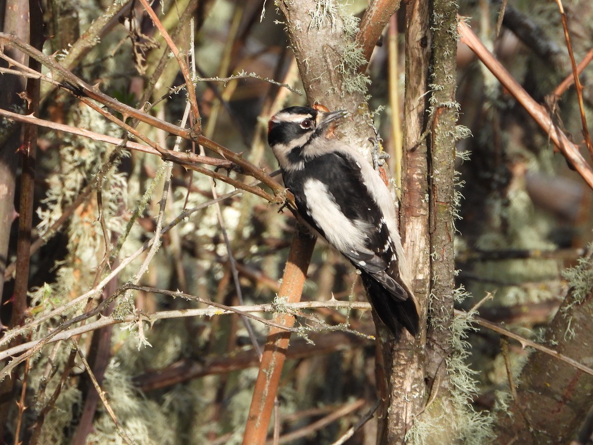 Downy Woodpecker - ML516947841