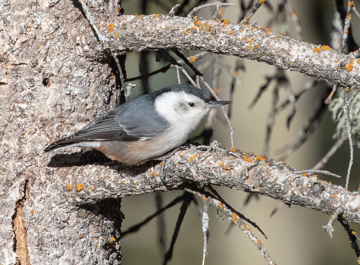White-breasted Nuthatch (Interior West) - ML516949051
