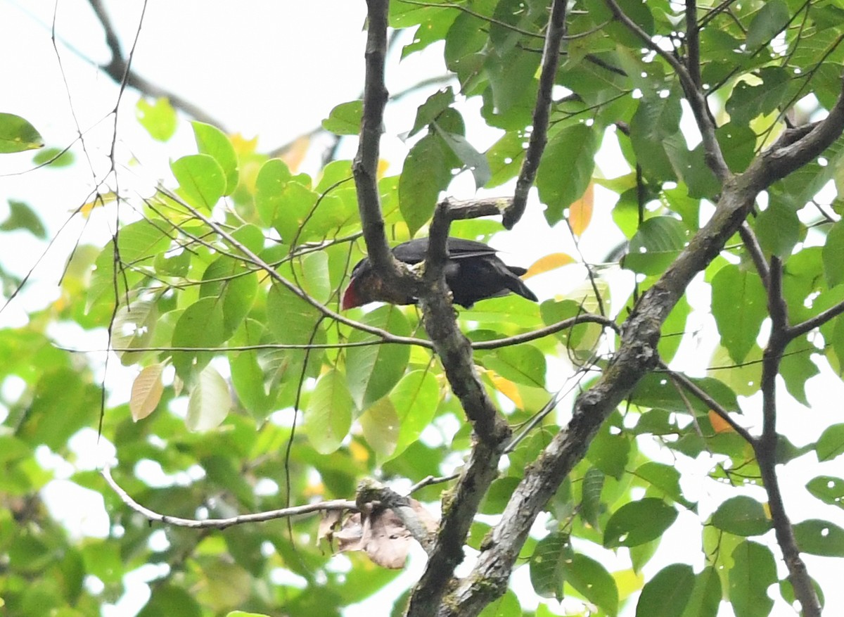 Dusky Broadbill - ML516949481