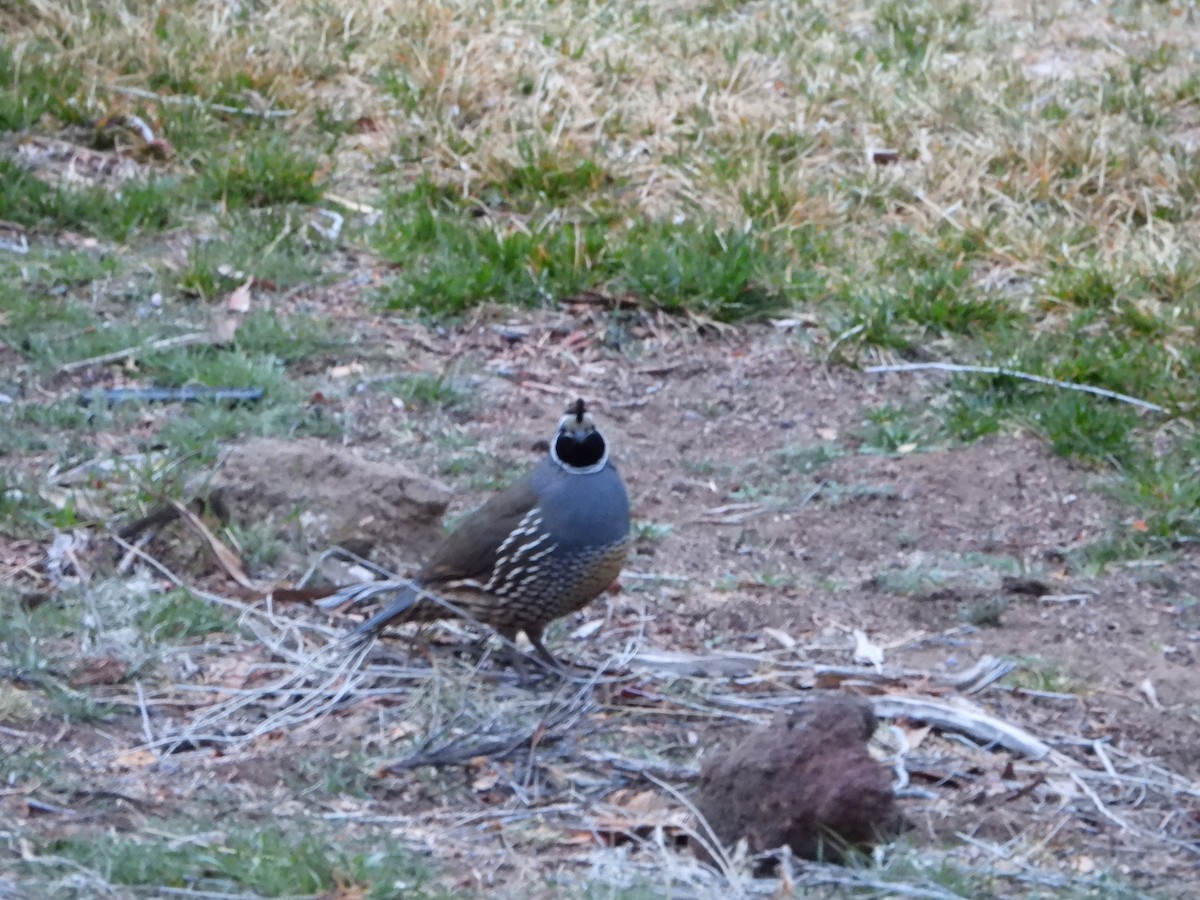 California Quail - Andrew Droubay