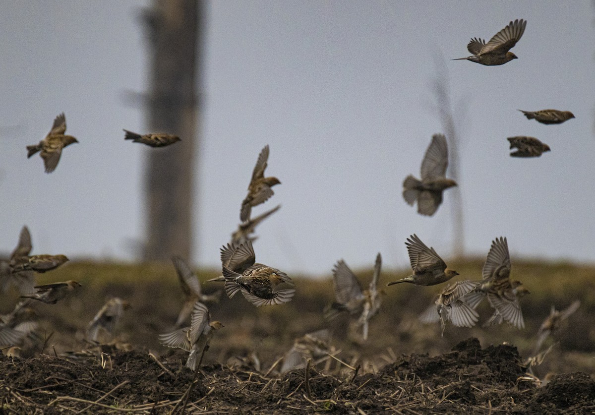 Plain Mountain Finch - Waseem Bhat