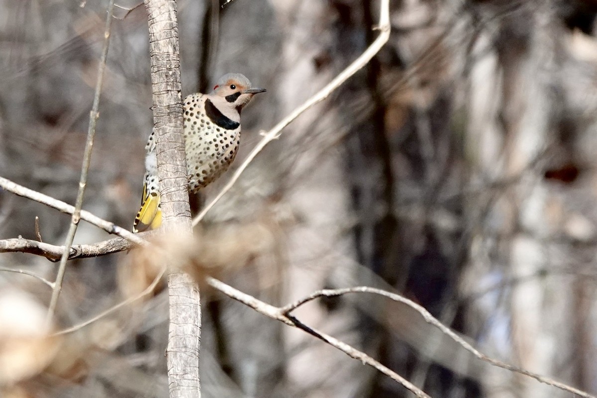 Northern Flicker - ML516949841