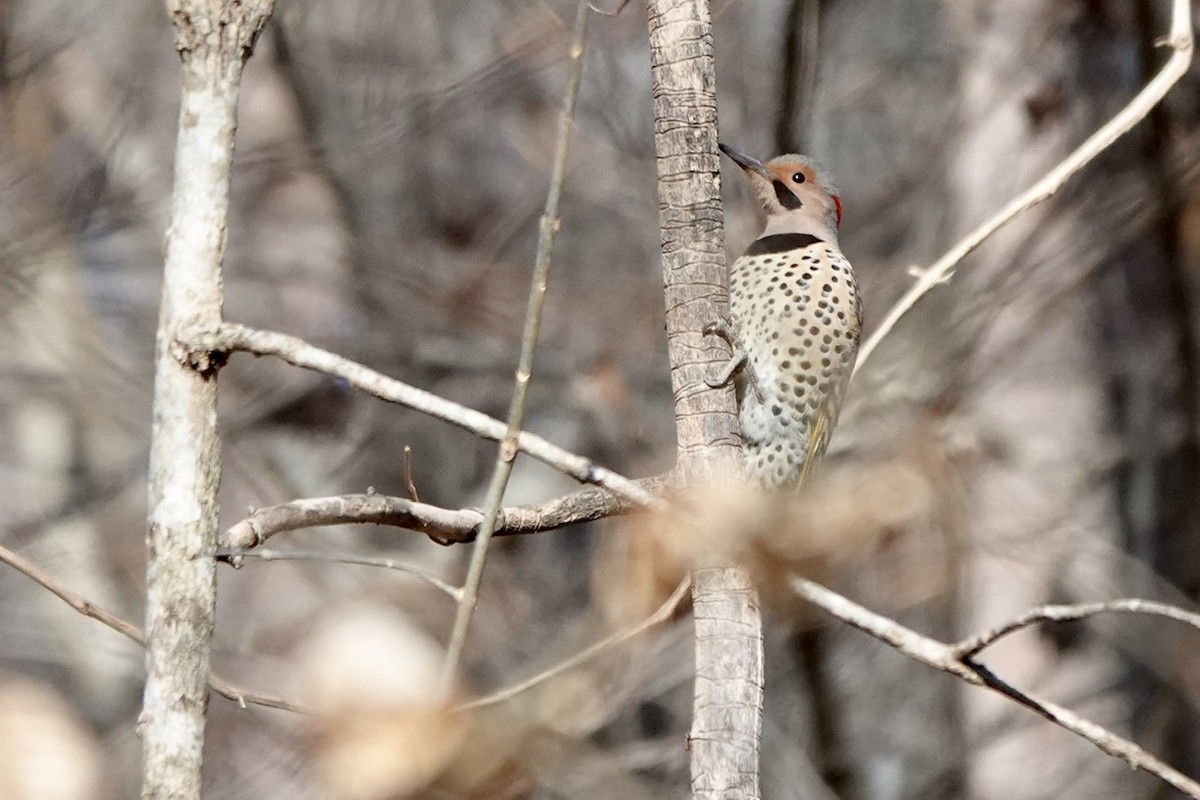 Northern Flicker - ML516949851