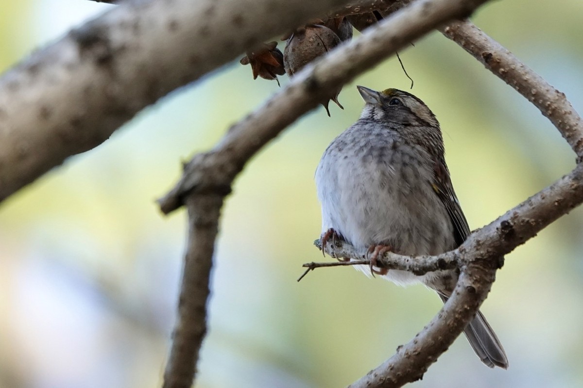 White-throated Sparrow - ML516949931