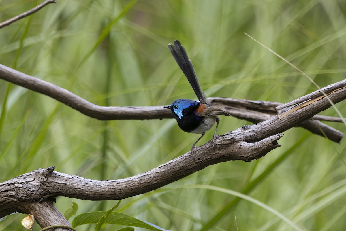 Variegated Fairywren - ML516951751