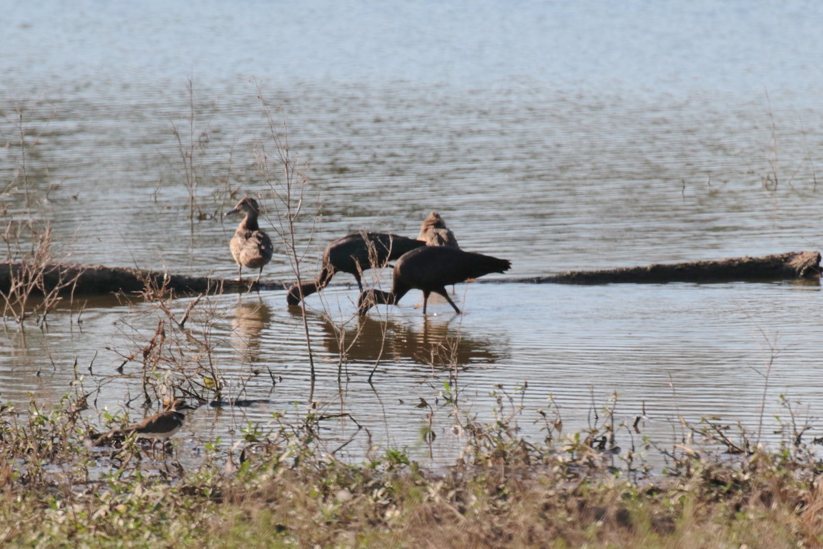 Glossy Ibis - ML516952721