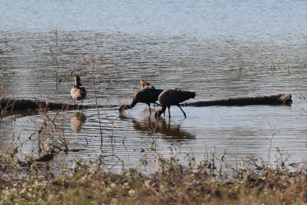 Glossy Ibis - ML516952731