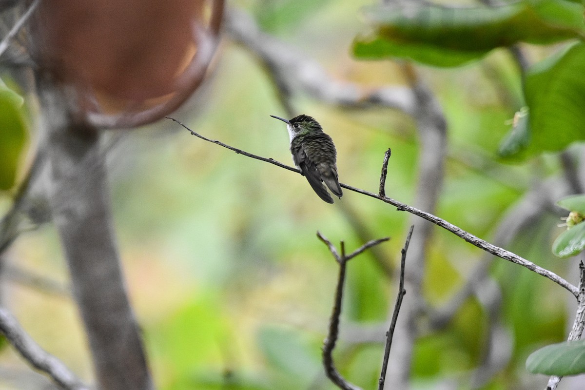 White-bellied Emerald - Jane Crawford