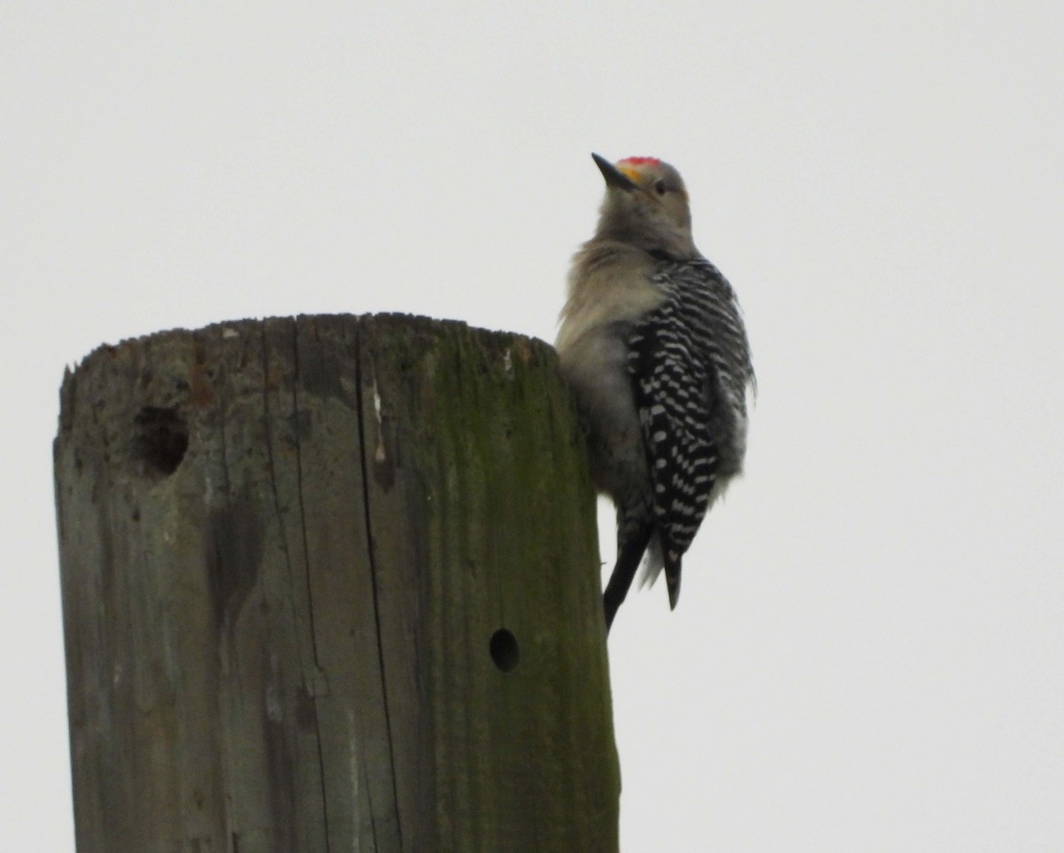 Golden-fronted Woodpecker - Doug Pfeiffer