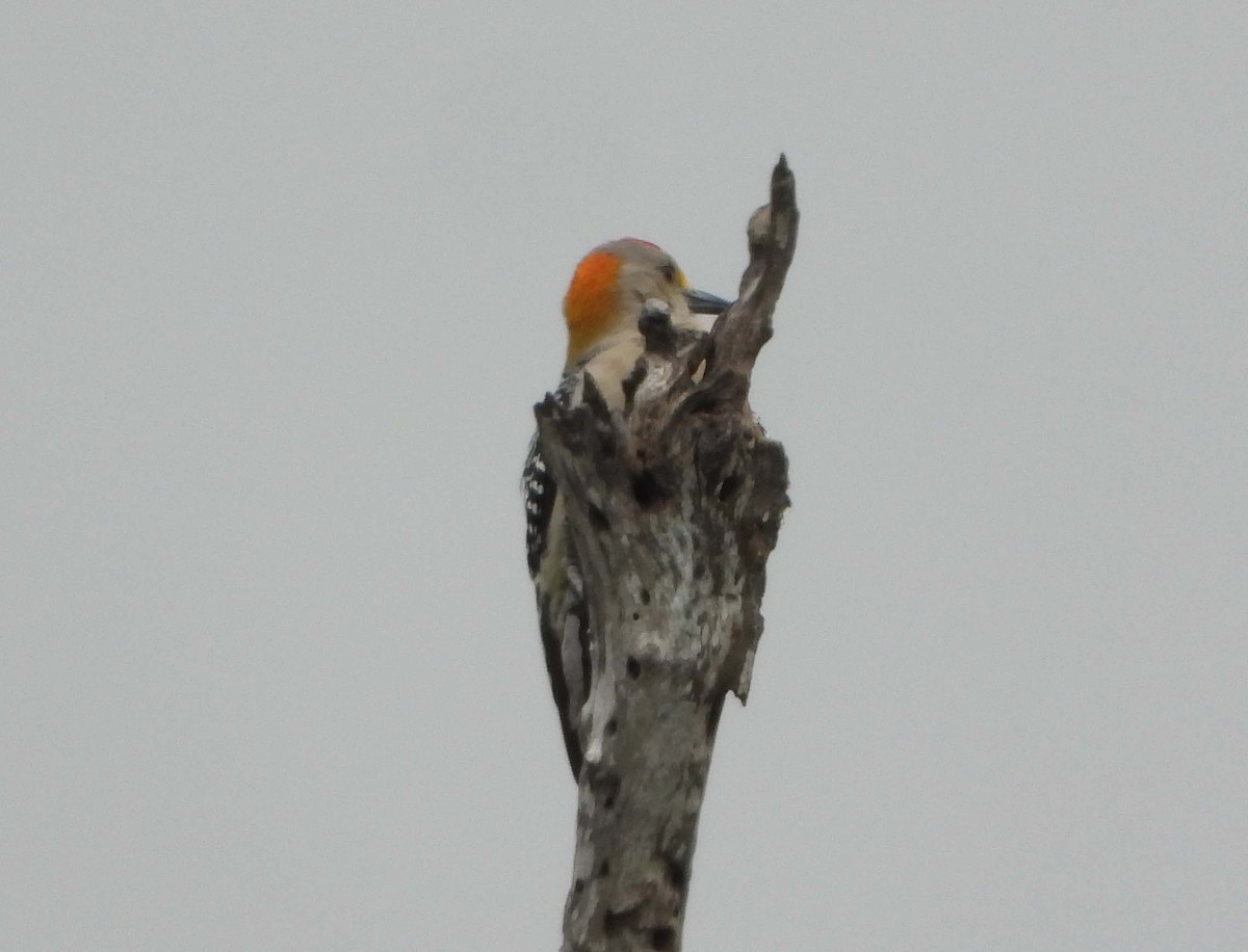 Golden-fronted Woodpecker - ML516955461