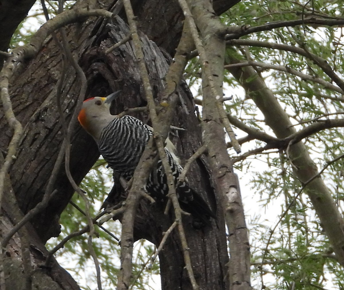 Golden-fronted Woodpecker - ML516955471